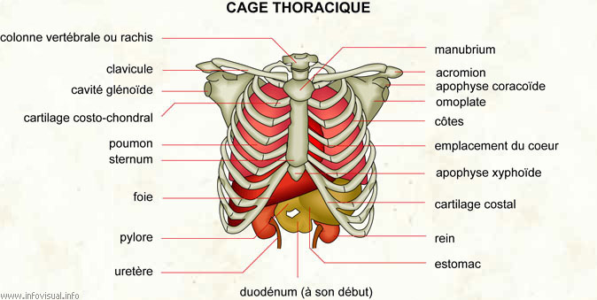Cage thoracique